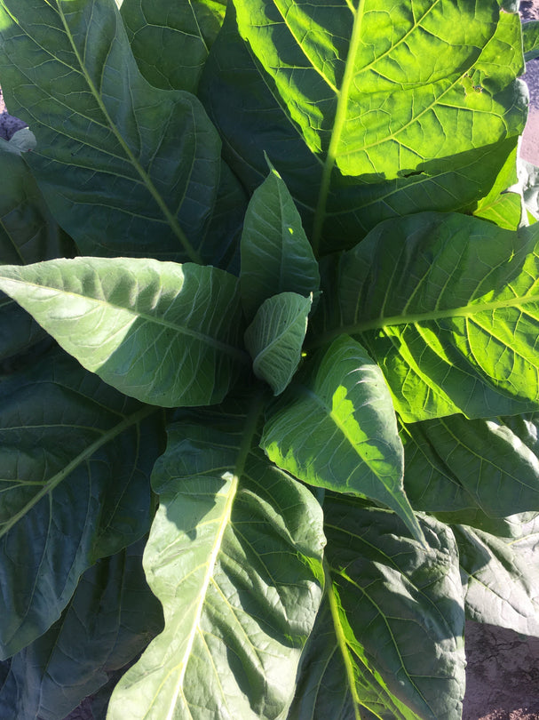 Tobacco - Gold Leaf Orinoco