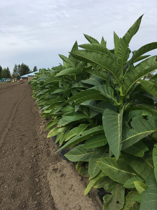 Tobacco - Virginia Gold