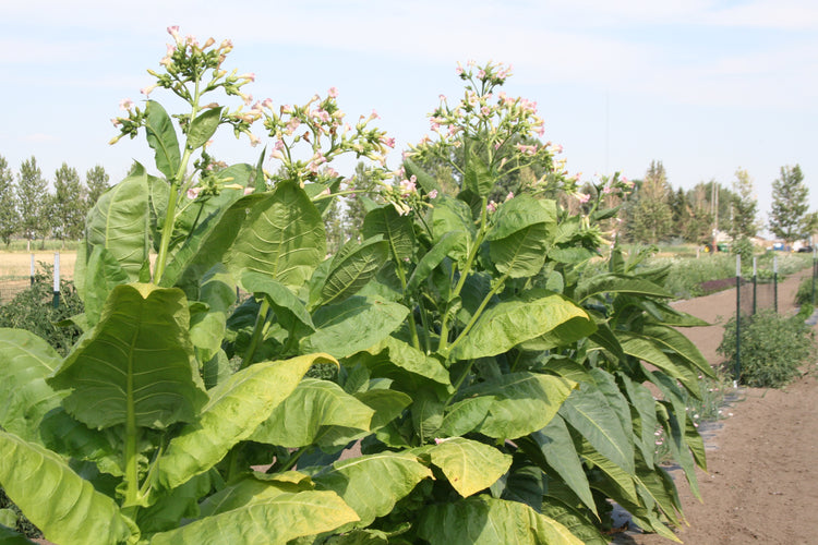 Tobacco - Thompson