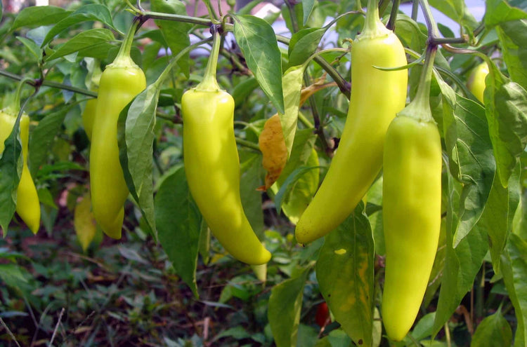 Sweet Banana Pepper