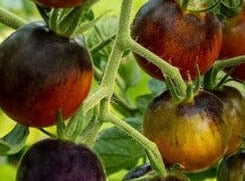 Tomato-Black Strawberry