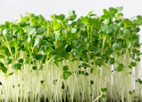 Microgreens - Basic Salad Mix (10-15 Day)