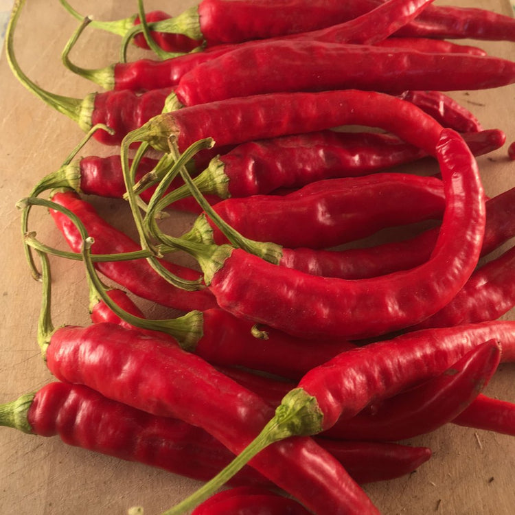 Pepper - Red Rocket