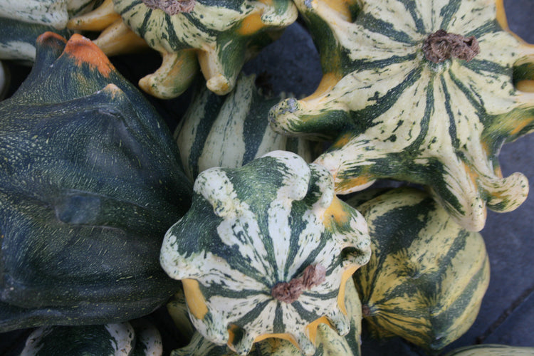 Gourd - Shenot Crown of Thorns