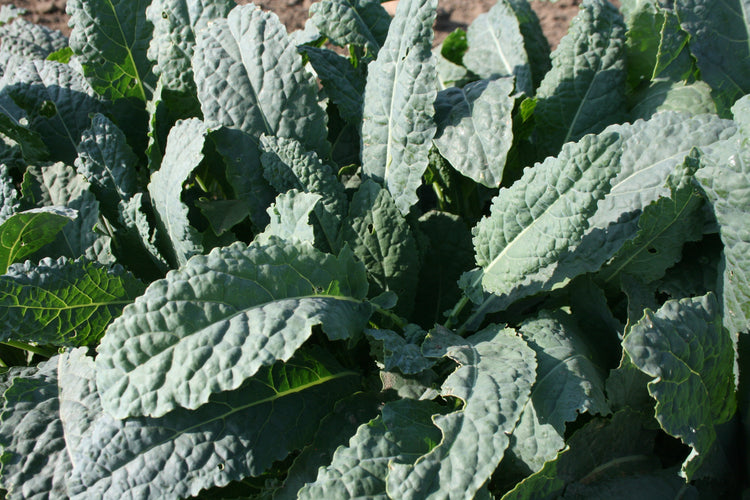 Kale - Black Magic (Dinosaur)