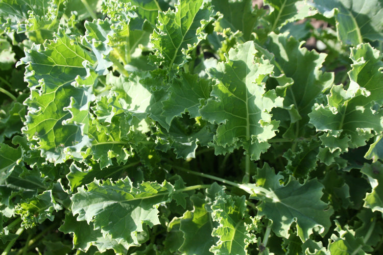 Kale - Dwarf Blue Curled