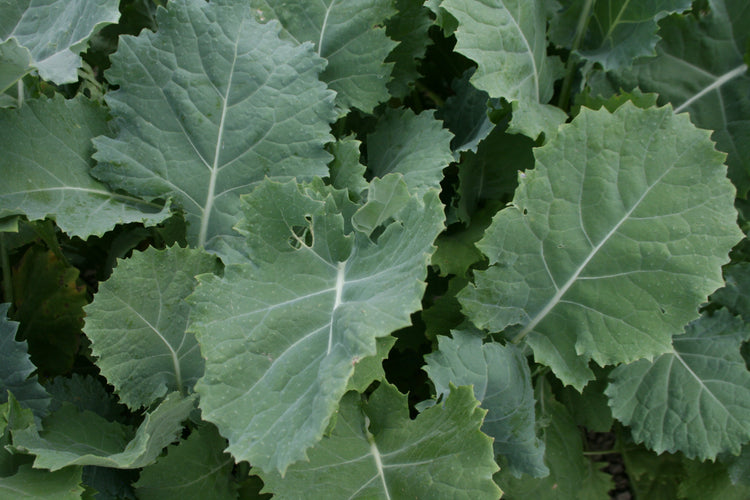 Kale - Premier