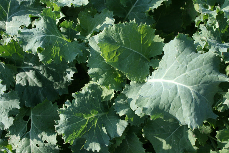 Kale - Siberian Dwarf