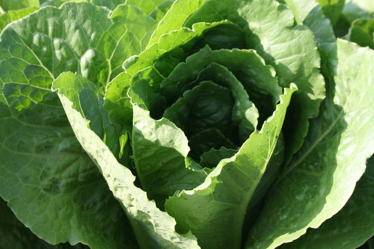 Lettuce - Parris Island cos Romaine