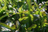 Lettuce - Red Oak Leaf