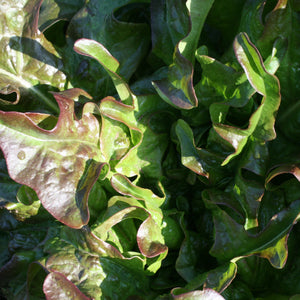 Lettuce - Red Oak Leaf