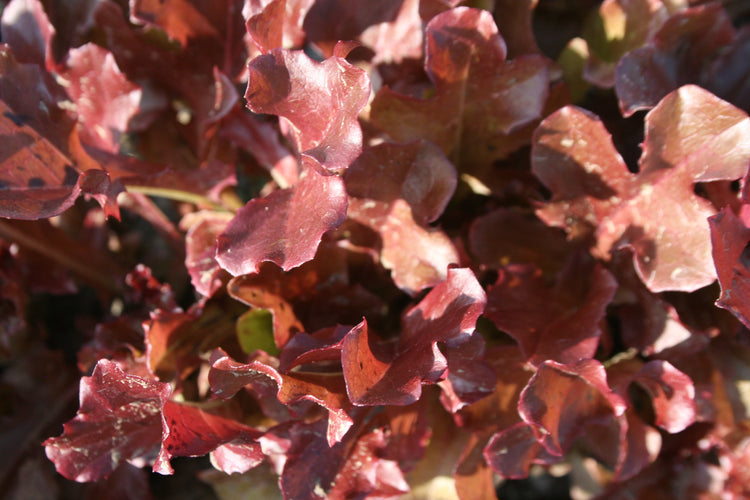 Lettuce - Red Salad Bowl