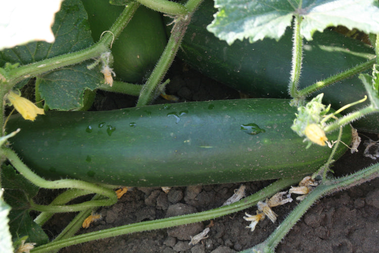 Cucumber - Marketmore 76