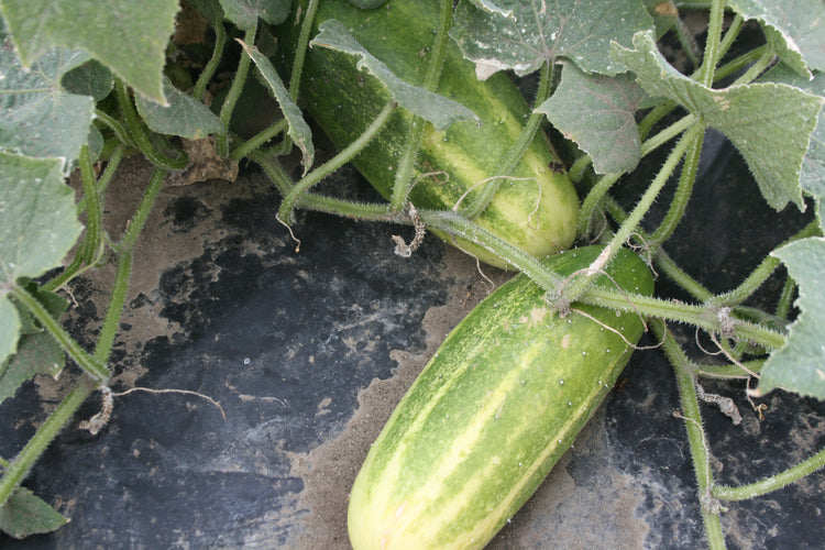 Cucumber - National Pickling