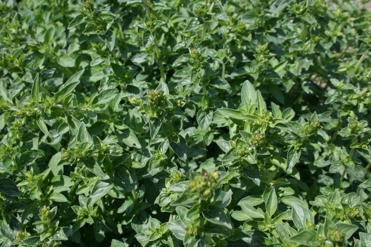 Oregano - Greek