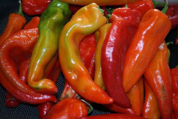 Pepper - Corno Di Toro