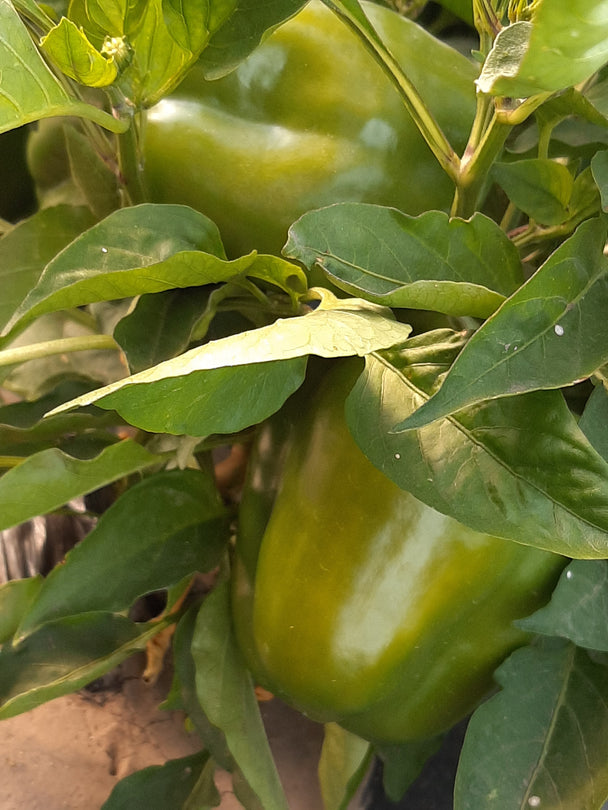 Pepper - California Wonder Bell