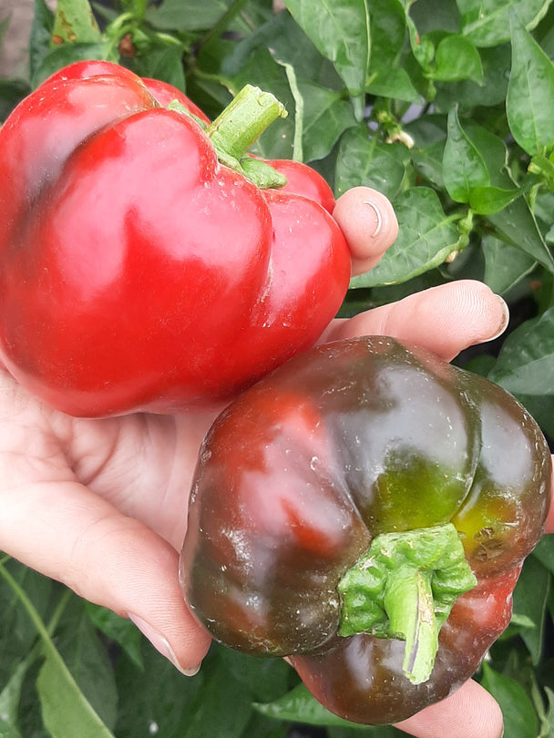 Pepper - Red Cheese
