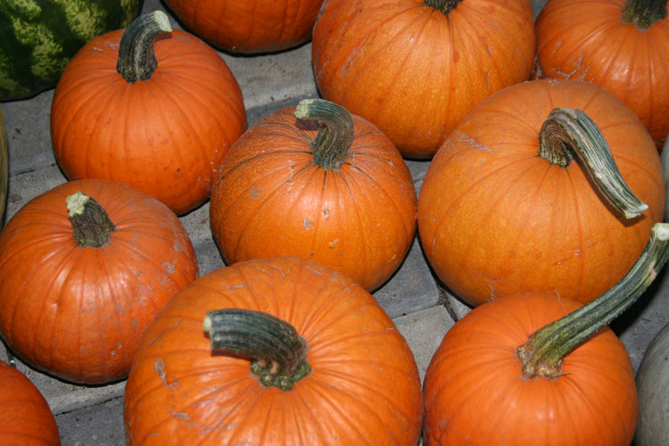 Pumpkin - Sugar Pie