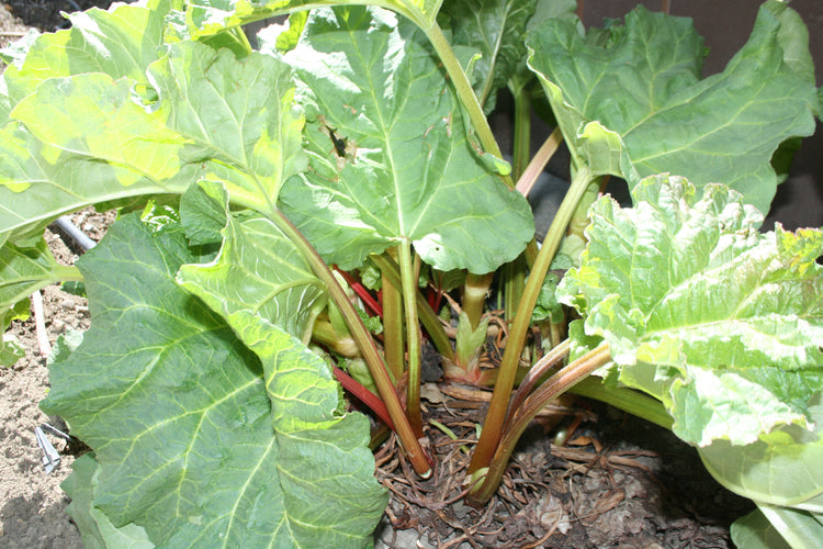 Rhubarb - Victoria