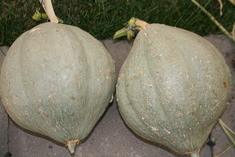Squash - Blue Ballet