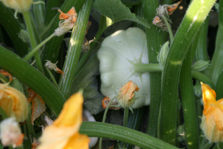 Squash - Early White Scallop