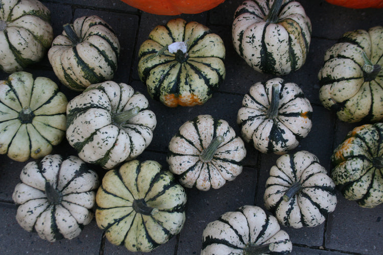 Squash - Sweet Dumpling