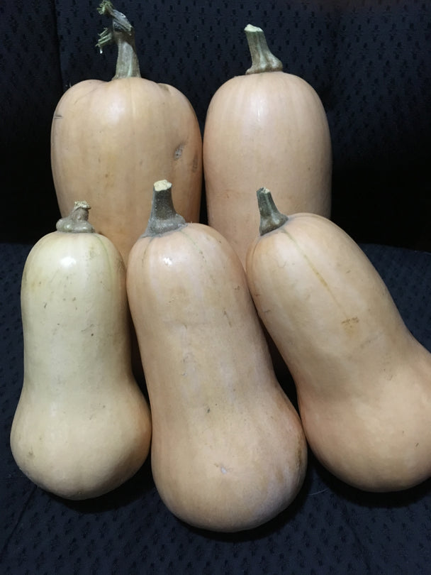 Squash - Waltham Butternut Squash