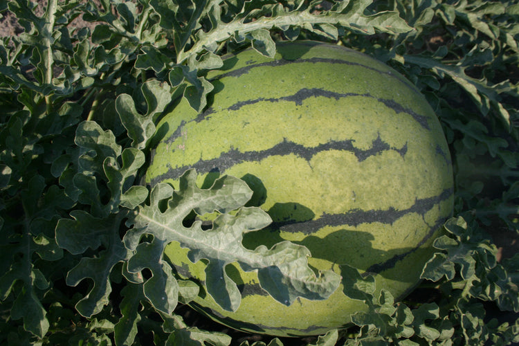 Watermelon - Cream of Saskatchewan