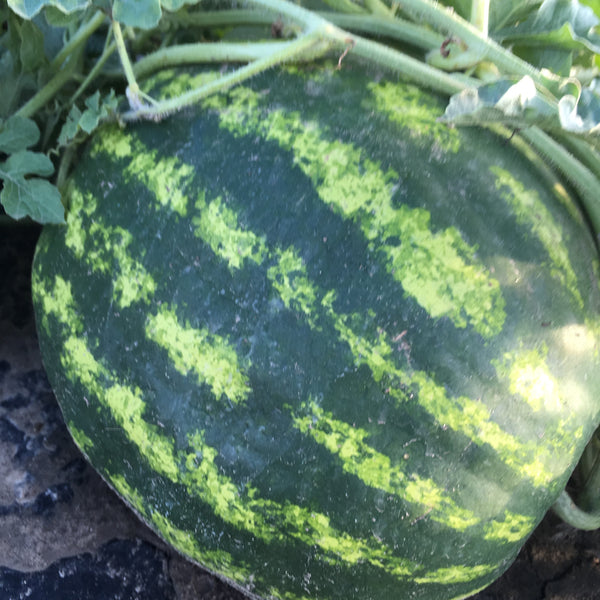 Crimson Sweet Watermelon Seeds Wildrose Heritage Seed Company