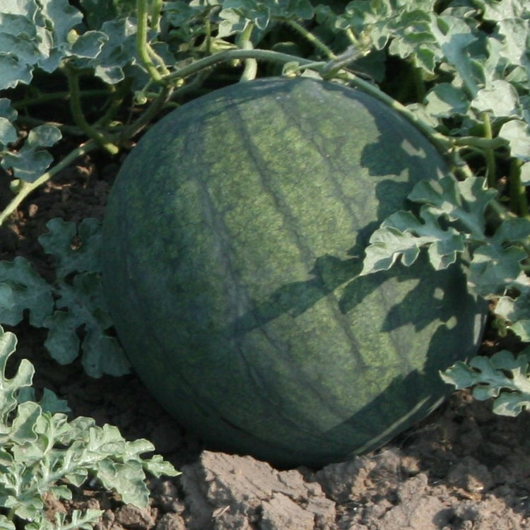 Watermelon - Sugar Baby