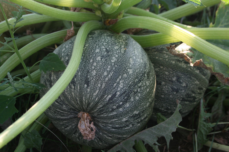 Zucchini - Round