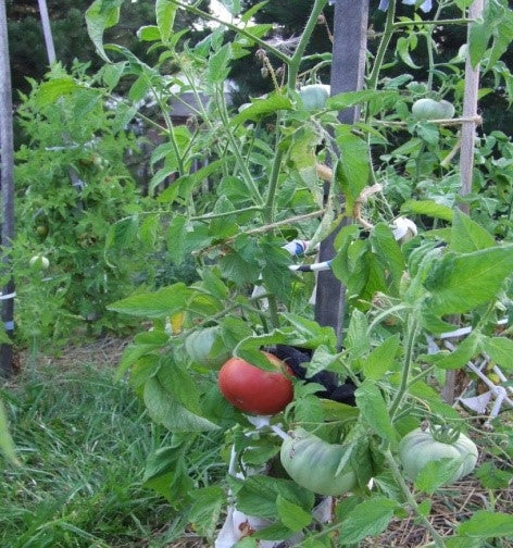 image_5