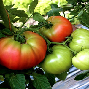 image_8