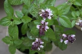 Sweet Basil Seeds Wildrose Heritage Seed Company