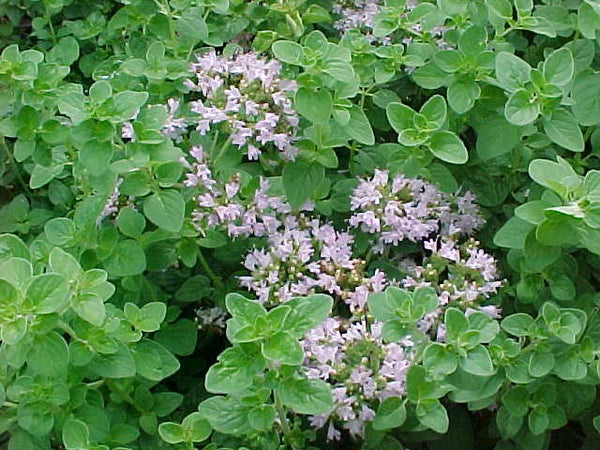 oregano plant from seed Common Oregano Seeds – Wildrose Heritage Seed Company
