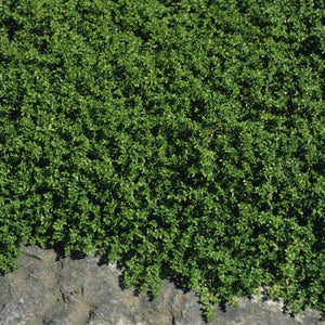 image_8