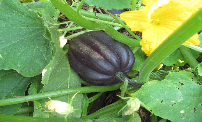 image_6