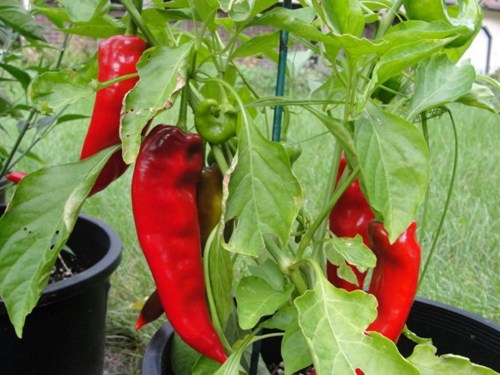 Pepper