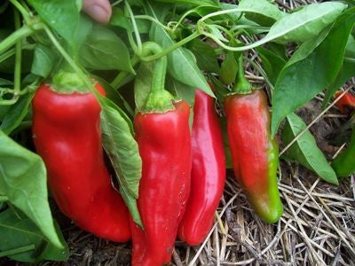 Pepper