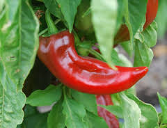 image_1