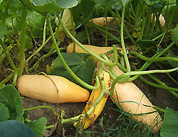 image_1