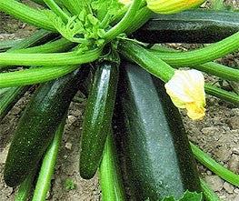 Black Beauty Zucchini Seeds – Wildrose Heritage Seed Company