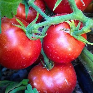 Czech's Bush Tomato Seeds – Wildrose Heritage Seed Company