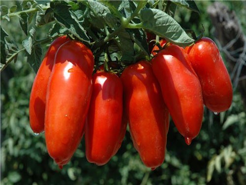 image_1
