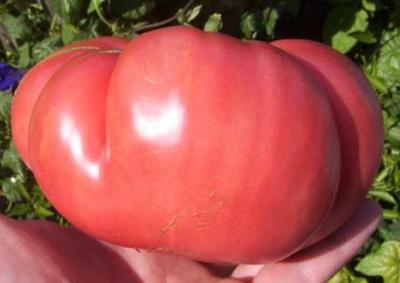 Tomato - Watermelon Beefsteak (IND)
