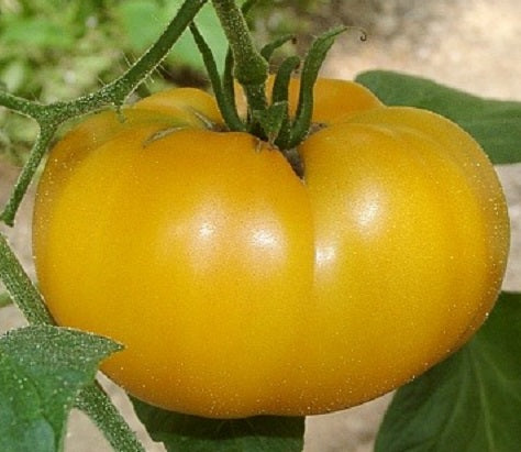 image_1