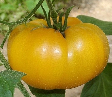 Tomato Seeds-black Brandywine Tomato 20 Vegetable Seeds Large Delicious  Fruit amazing Color Rich Flavor Perfect for Slicing Salads -  Canada