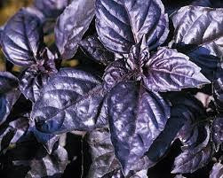 Dark Purple Opal Basil Seeds Wildrose Heritage Seed Company