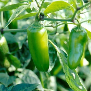 image_13